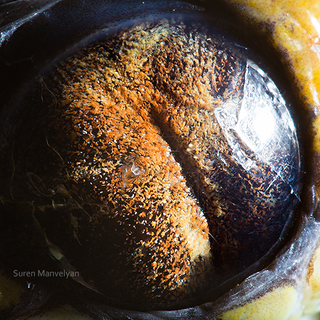 Illustration for article titled The eyes of animals look a lot like alien worlds